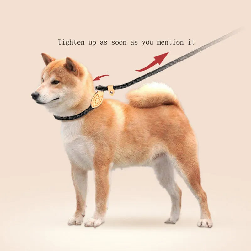 Blast race training dog leash with automatic tightening rope collar in multiple colour options.