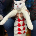 Cat wearing bra and bikini costume set in one of five available colours for Halloween or festival events
