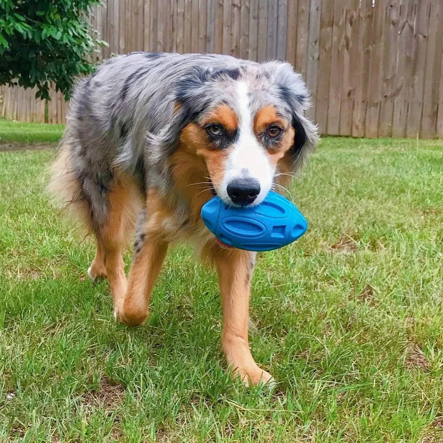 Blue green orange squeaky rubber chew toy for medium large breed dogs with aggressive chewing habits