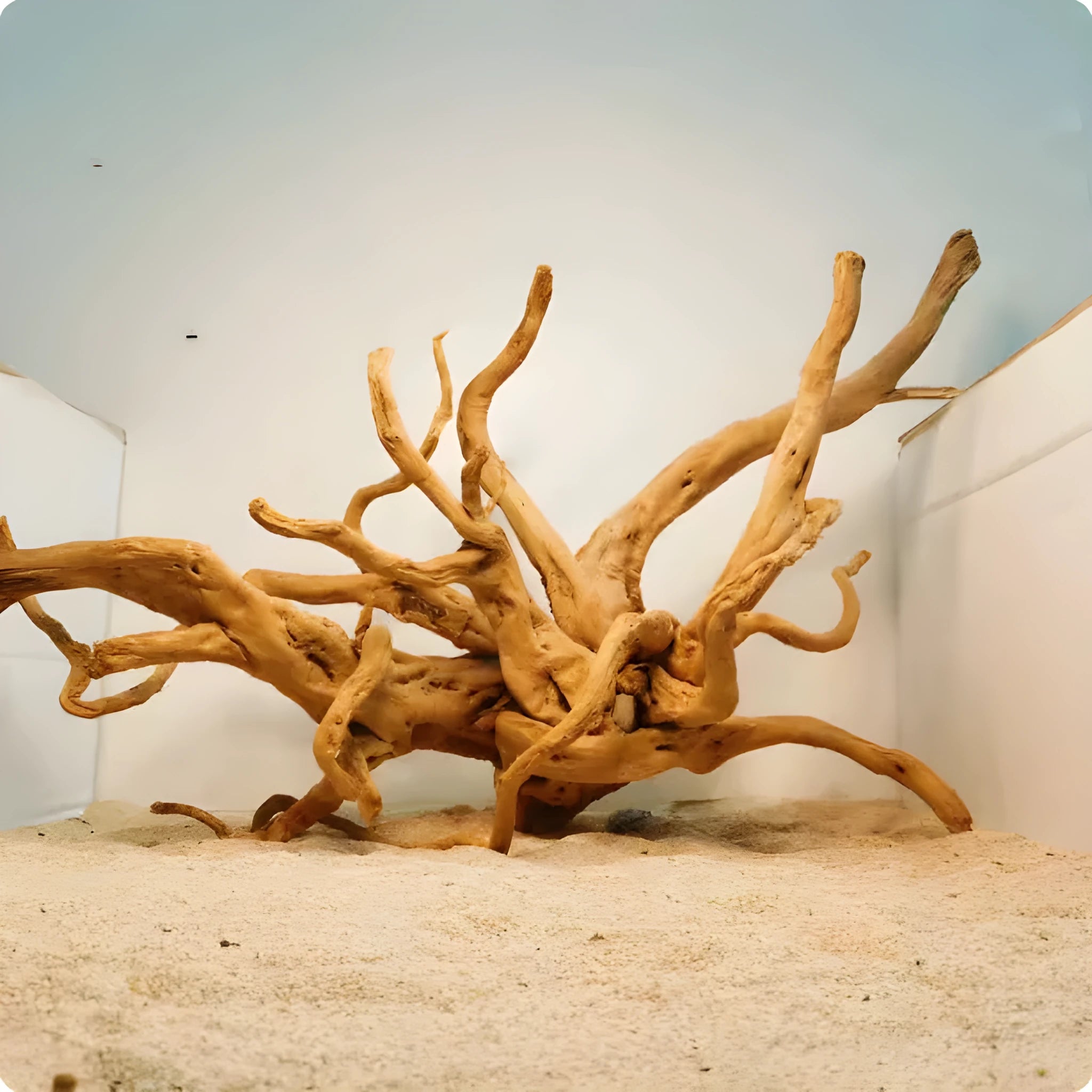 Natural Xiaoqi root wood ornament for aquarium decoration in various sizes.