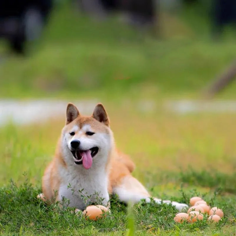 Natural rubber egg-shaped dog chew toy with a squeaker inside for dental play.