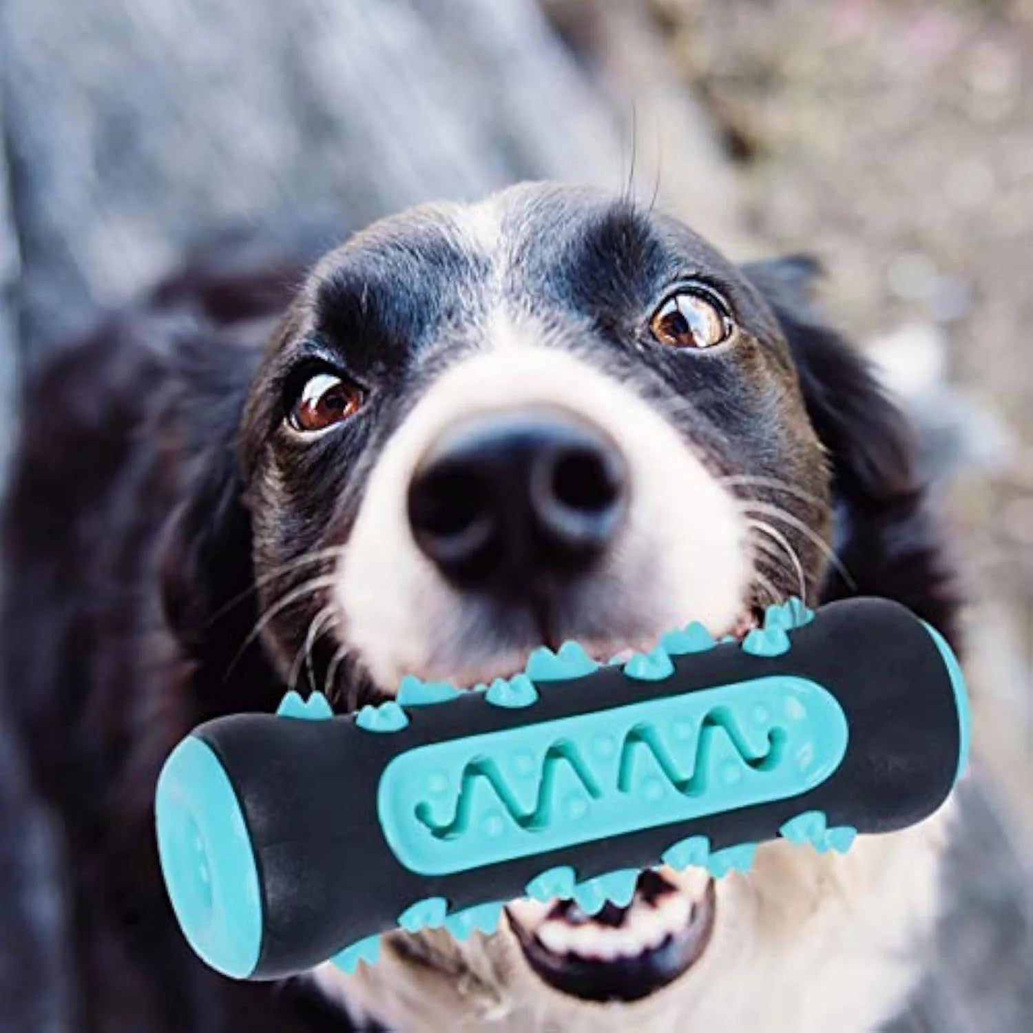 Natural rubber dog dental chew toy in blue, green, yellow, or black blue, showing textured cleaning surfaces.