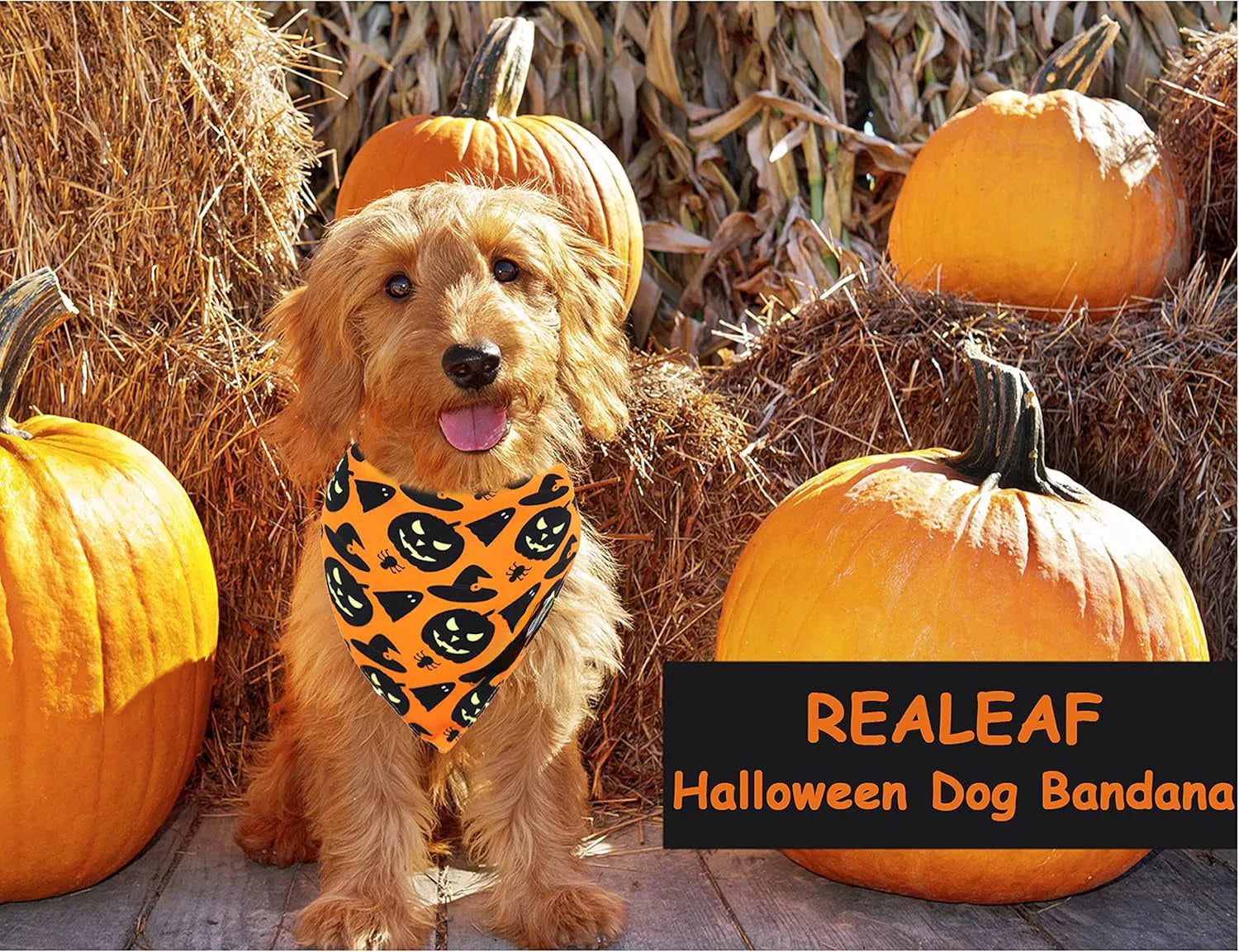 Halloween dog bandana with pumpkin and spider web patterns in black and orange colours