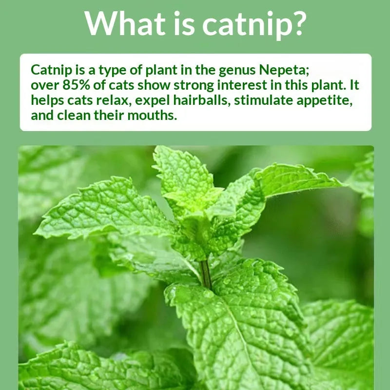 Catnip cat snack in a 1g bag, featuring mint powder for hairball removal and oral cleaning