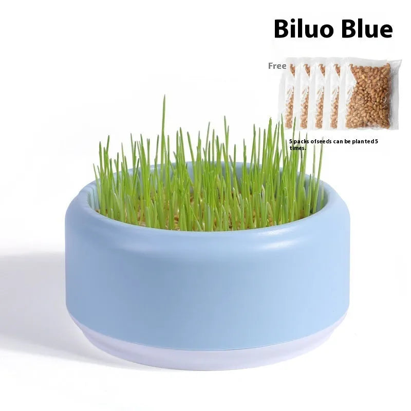Blue, green, and yellow hydroponic cat grass cups with seed packs for soilless indoor growing.
