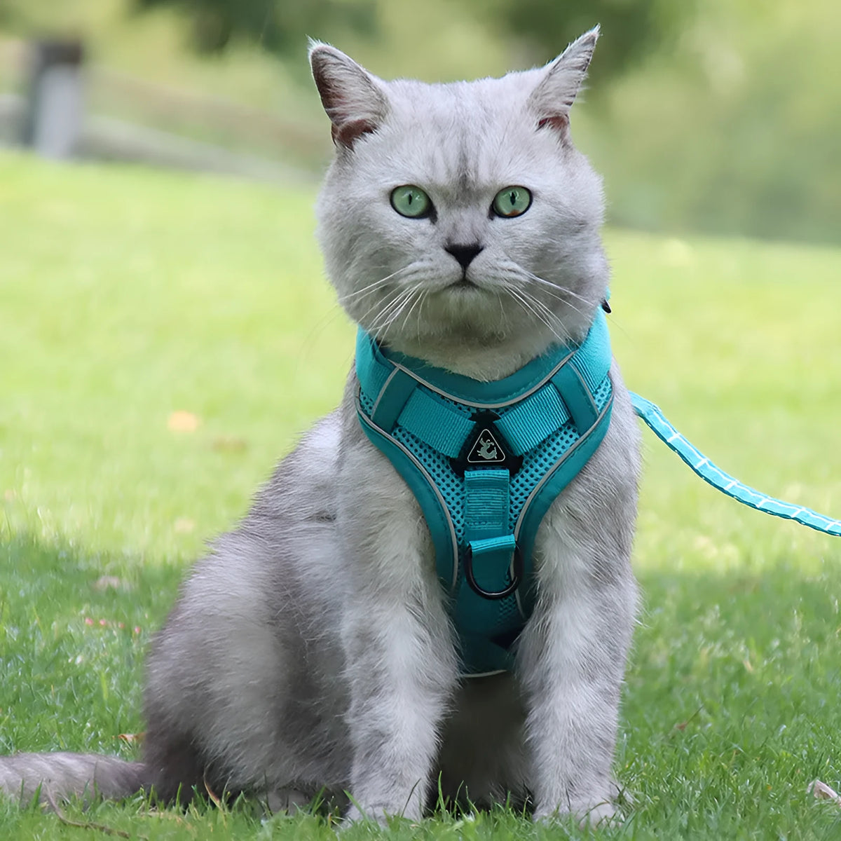 Cat anti-breakaway chest harness and 1.5-metre flat rope set in six colour options for cats 4.5-22+ jins