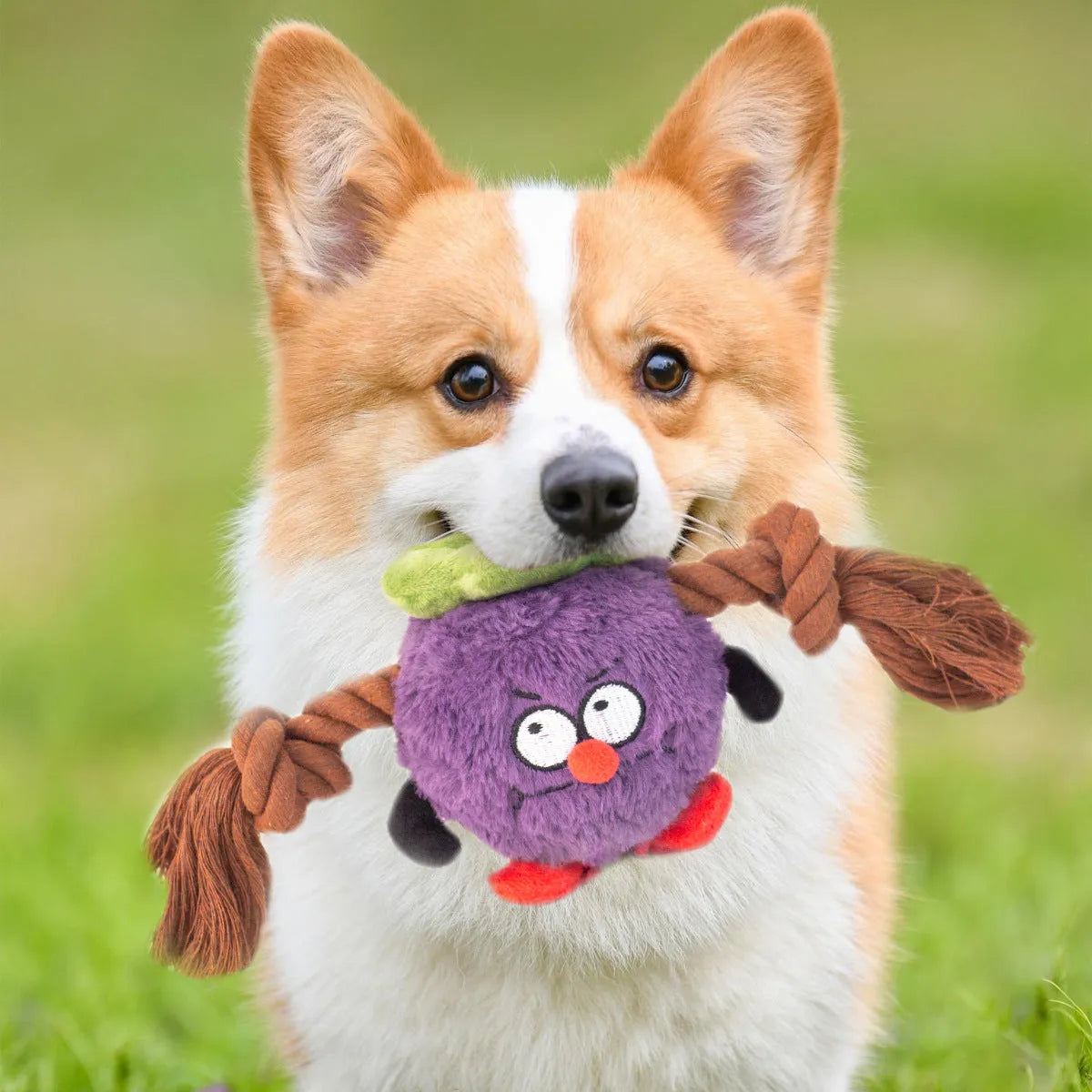 Green and purple interactive plush dog toy with rope knots and a molar tooth design for tug of war.