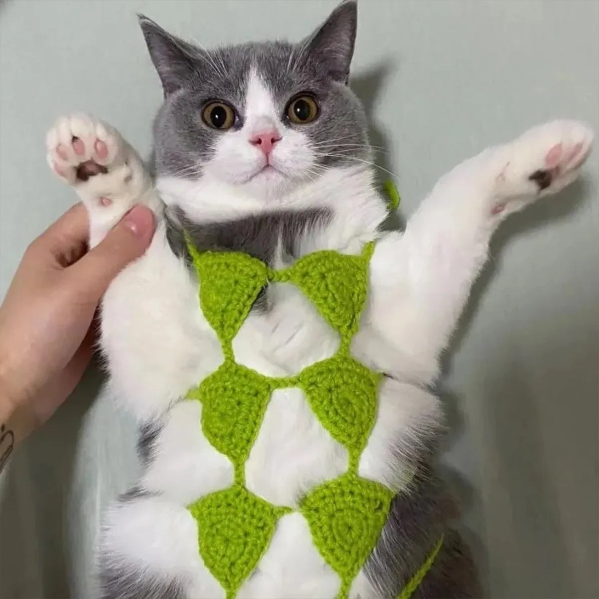 Cat wearing bra and bikini costume set in one of five available colours for Halloween or festival events