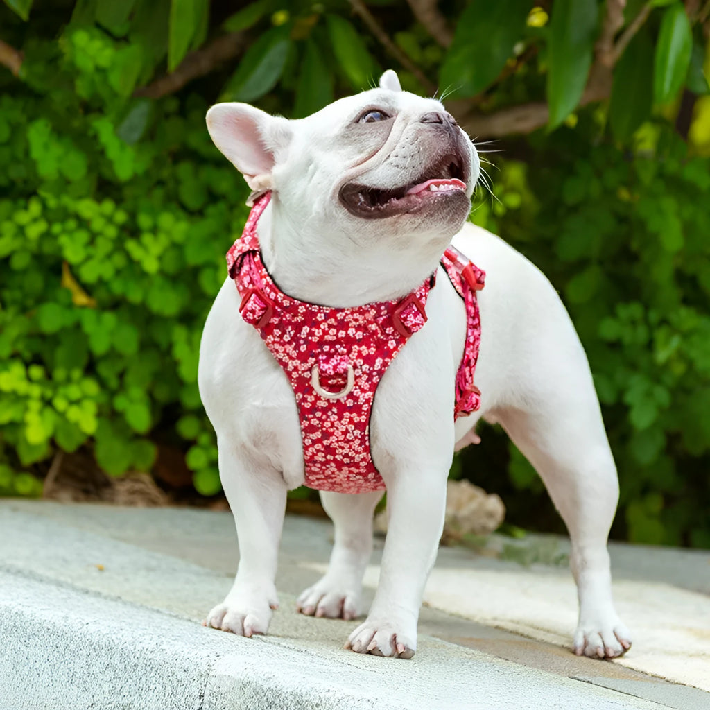 Floral pattern pure cotton dog chest harness with pull-resistant strap on size adjustment