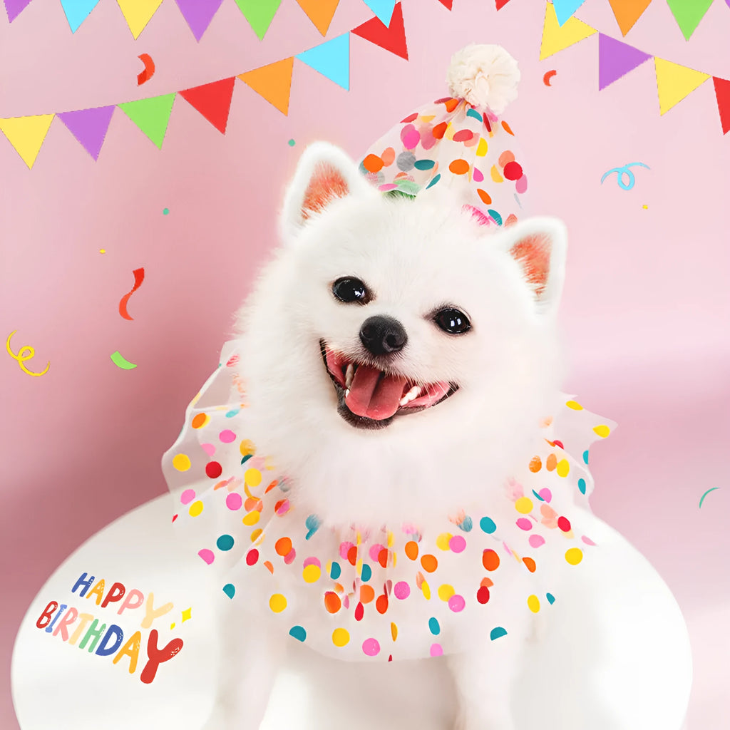 Pet dog wearing polka dot lace bib birthday suit with matching hat and colourful dot pattern