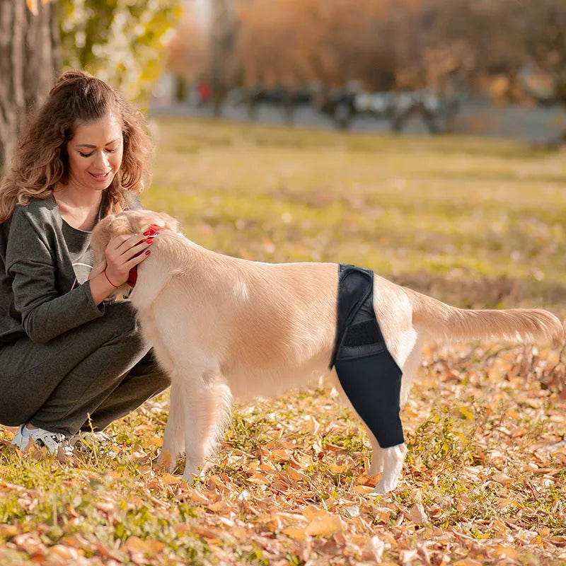 Pet knee pad for dog joint injury recovery with adjustable belt on a light background, S to XL sizes available