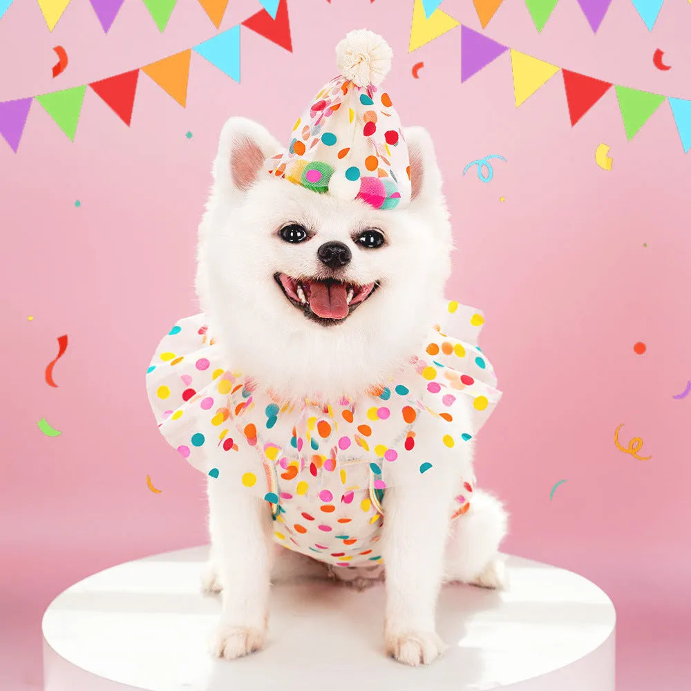 Pet dog wearing polka dot lace bib birthday suit with matching hat and colourful dot pattern