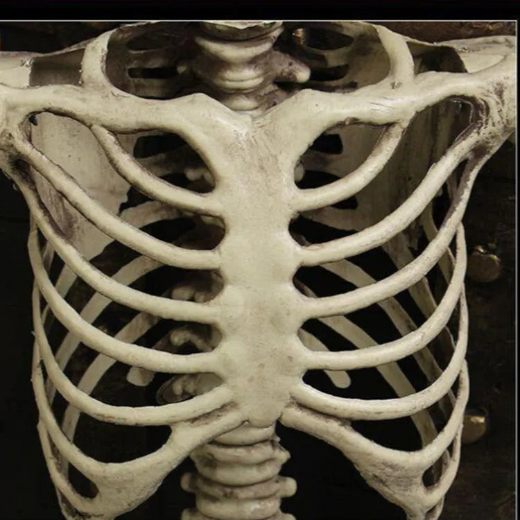Full size 170cm plastic skeleton prop standing for Halloween decoration display