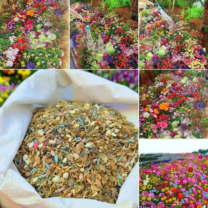 Packet of mixed wildflower seeds including Purpleflower and Holly Leaf varieties for cold and drought resistant garden planting