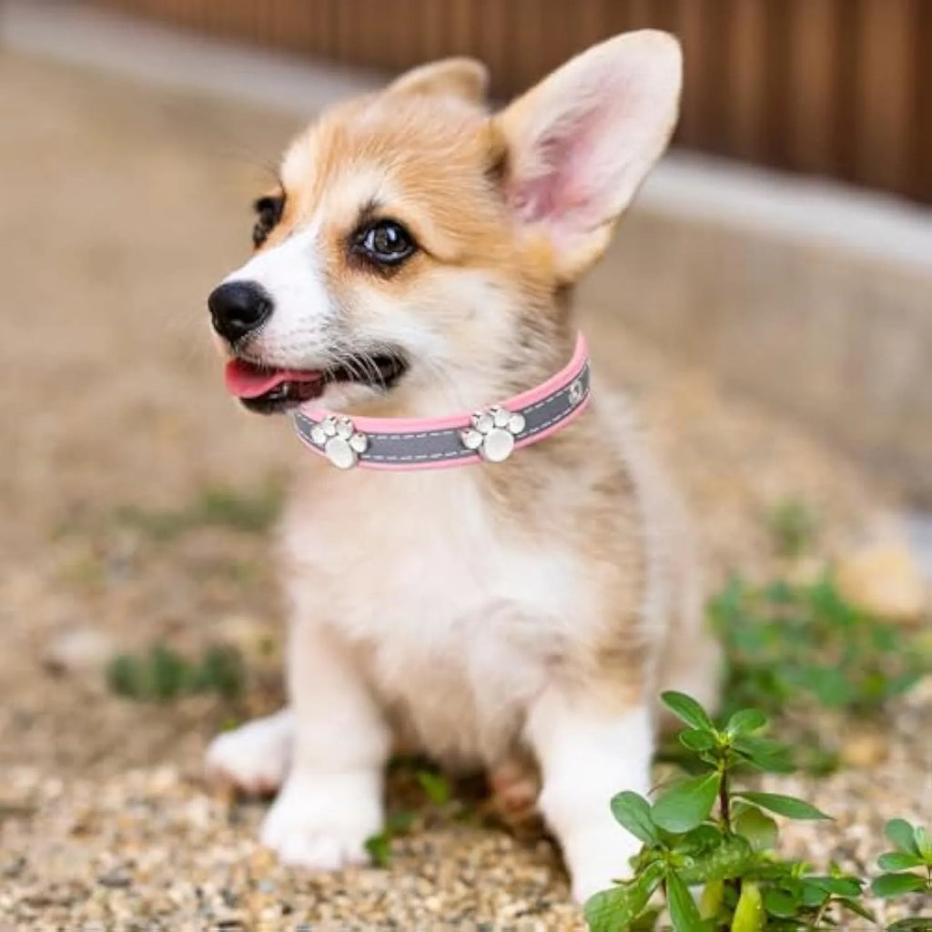 Reflective adjustable leather dog collar with cute paw rivet on a grey background.