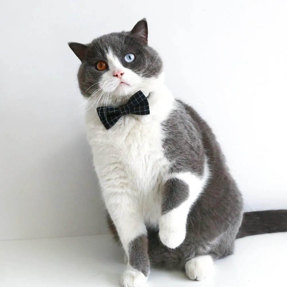 Small pet wearing a felt Doctor's Degree hair band and matching bow tie in British style.
