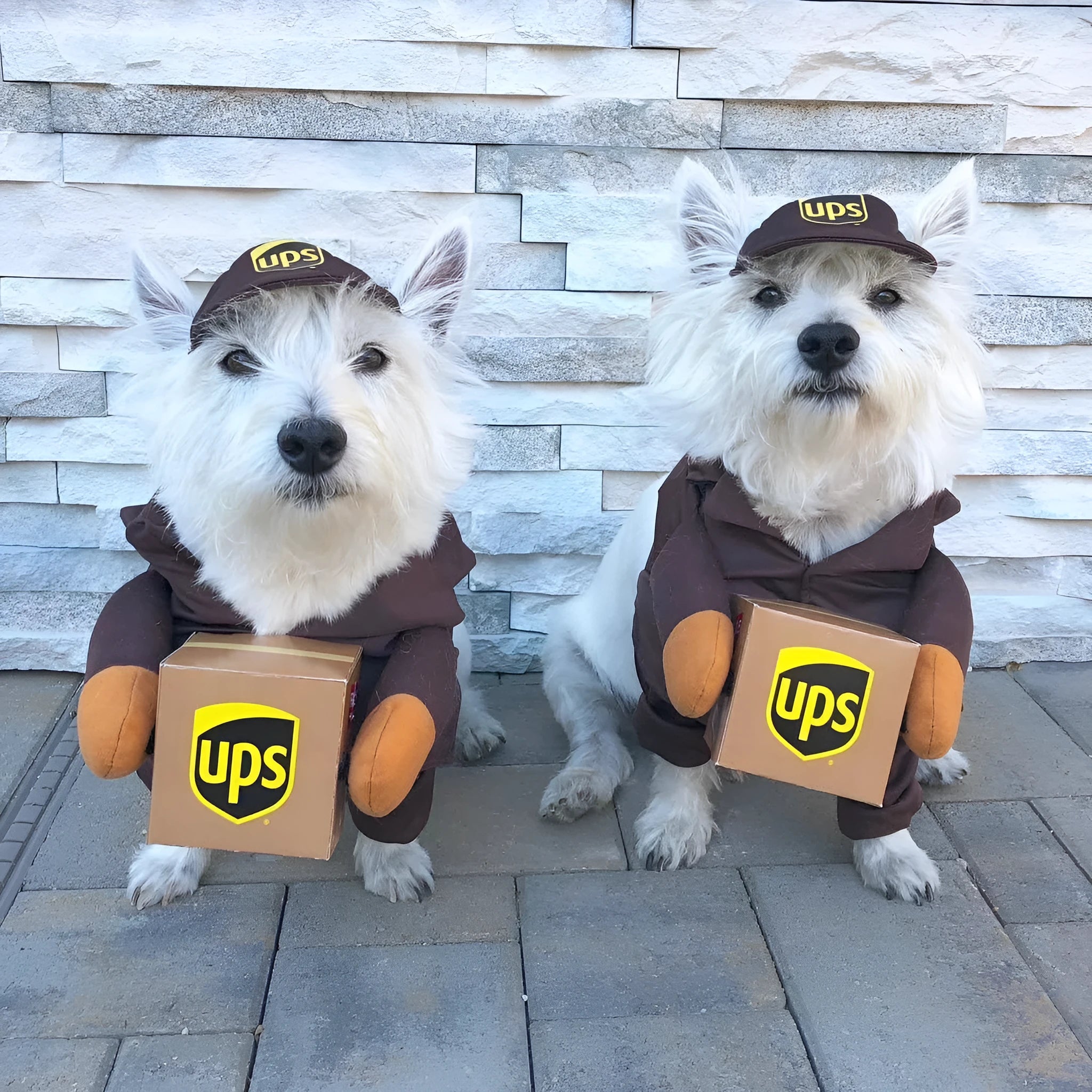 Funny Express pet clothes in brown cloth for dogs and cats size S