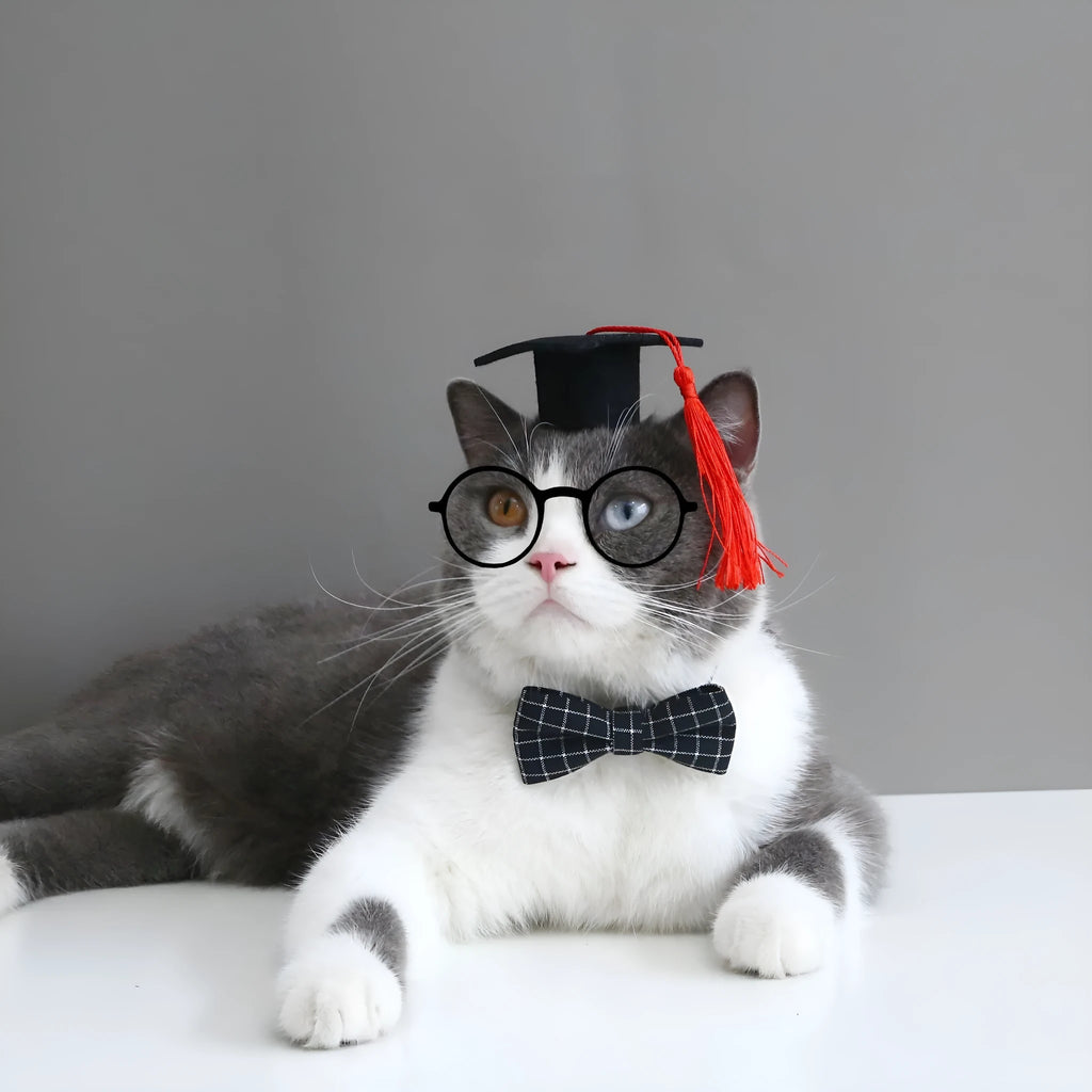 Small pet wearing a felt Doctor's Degree hair band and matching bow tie in British style.