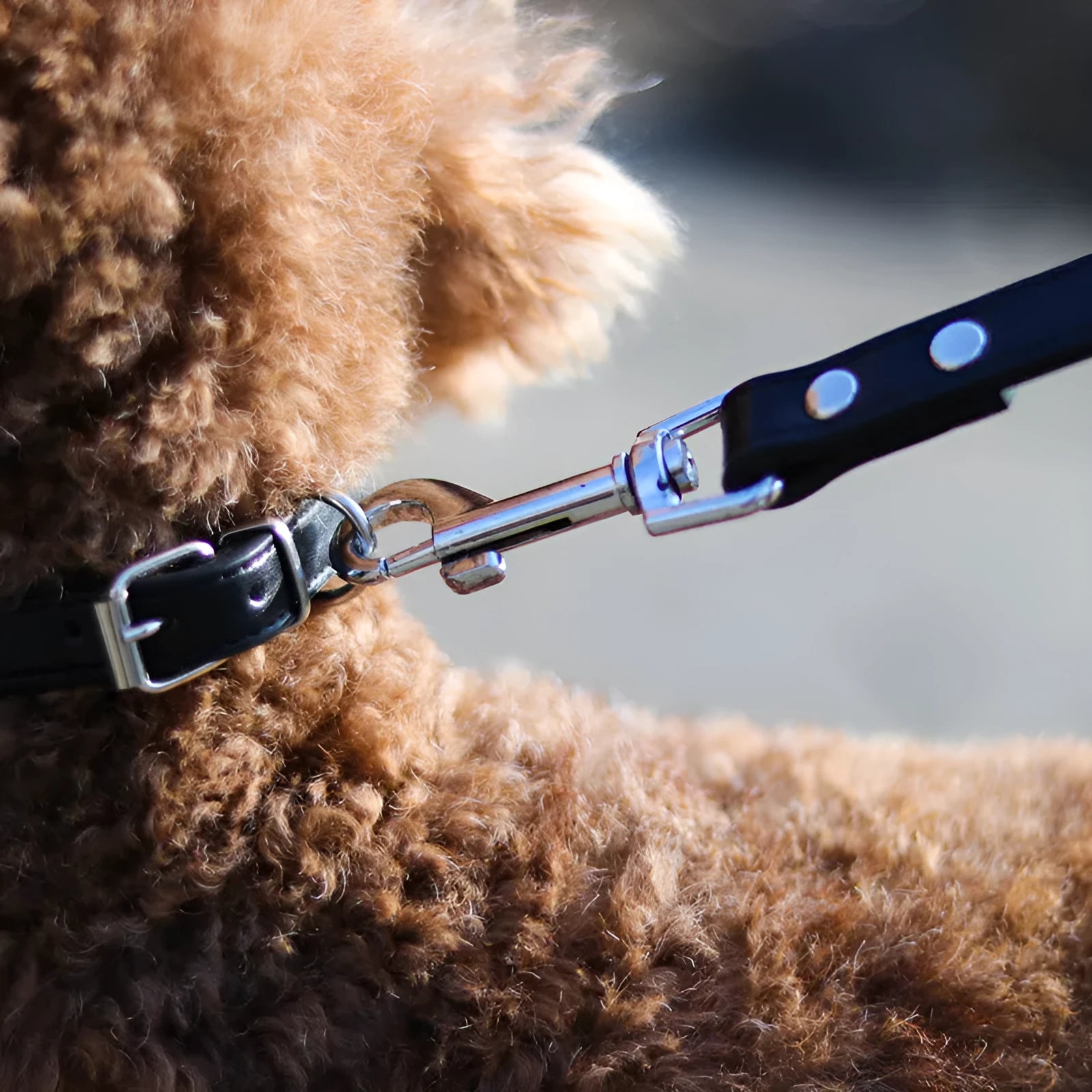 Genuine leather dog leash and collar set in black, 120cm lead, size M, on a wooden floor