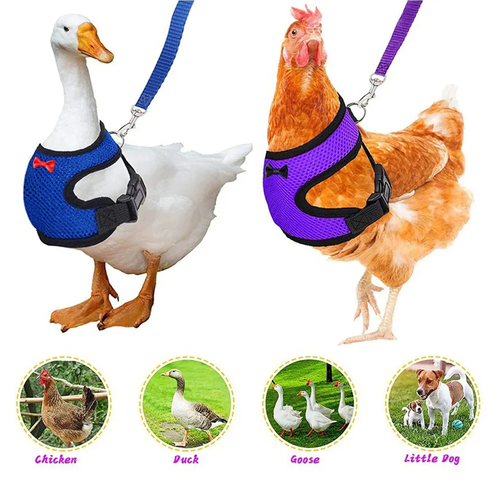 Poultry chicken vest harness with matching collar bow on a size chart showing XS to XL measurements and 110cm rope.