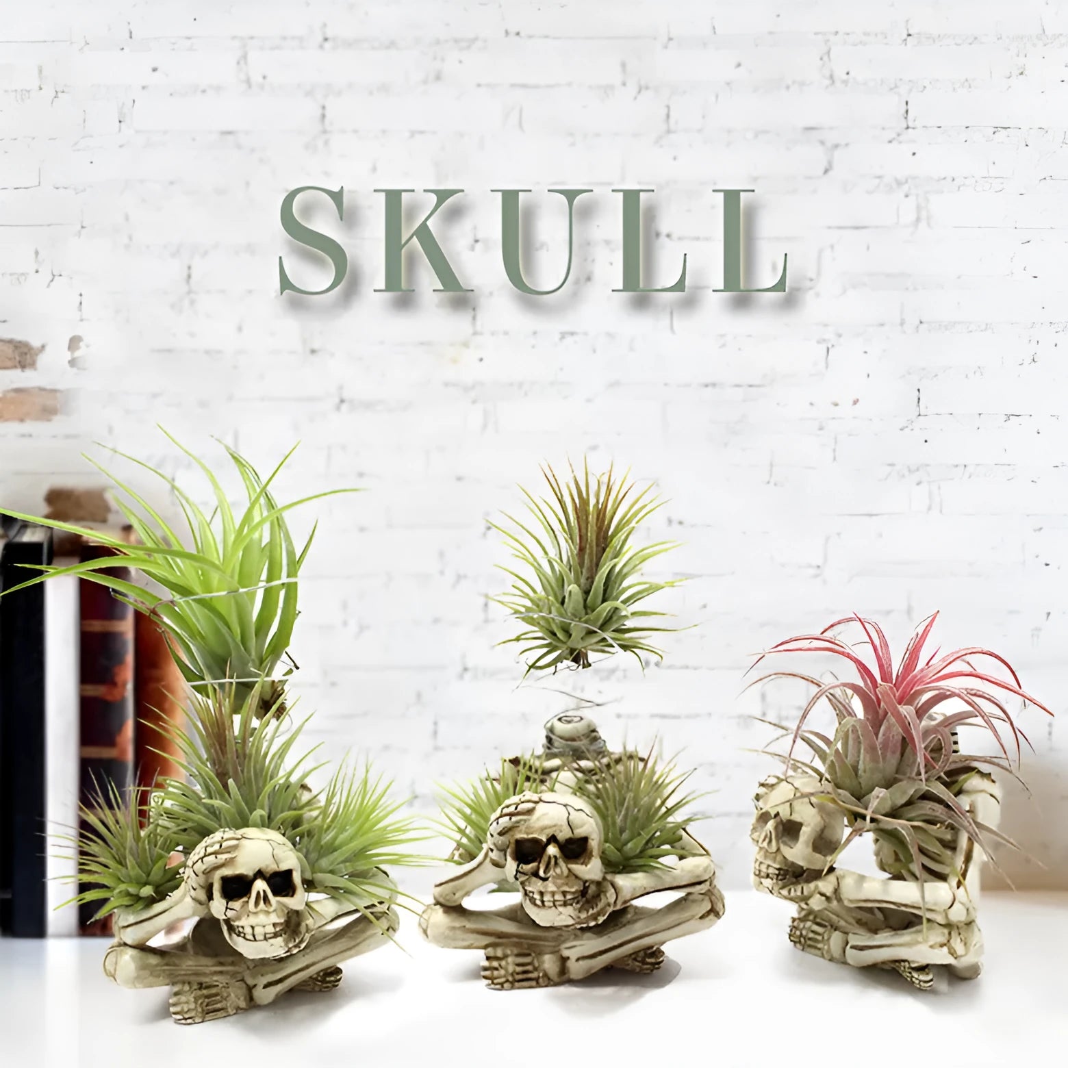 Gothic skull resin Tillandsia bracket measuring 7×8×12.5cm with soilless plant display