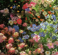 Packet of mixed wildflower seeds including Purpleflower and Holly Leaf varieties for cold and drought resistant garden planting