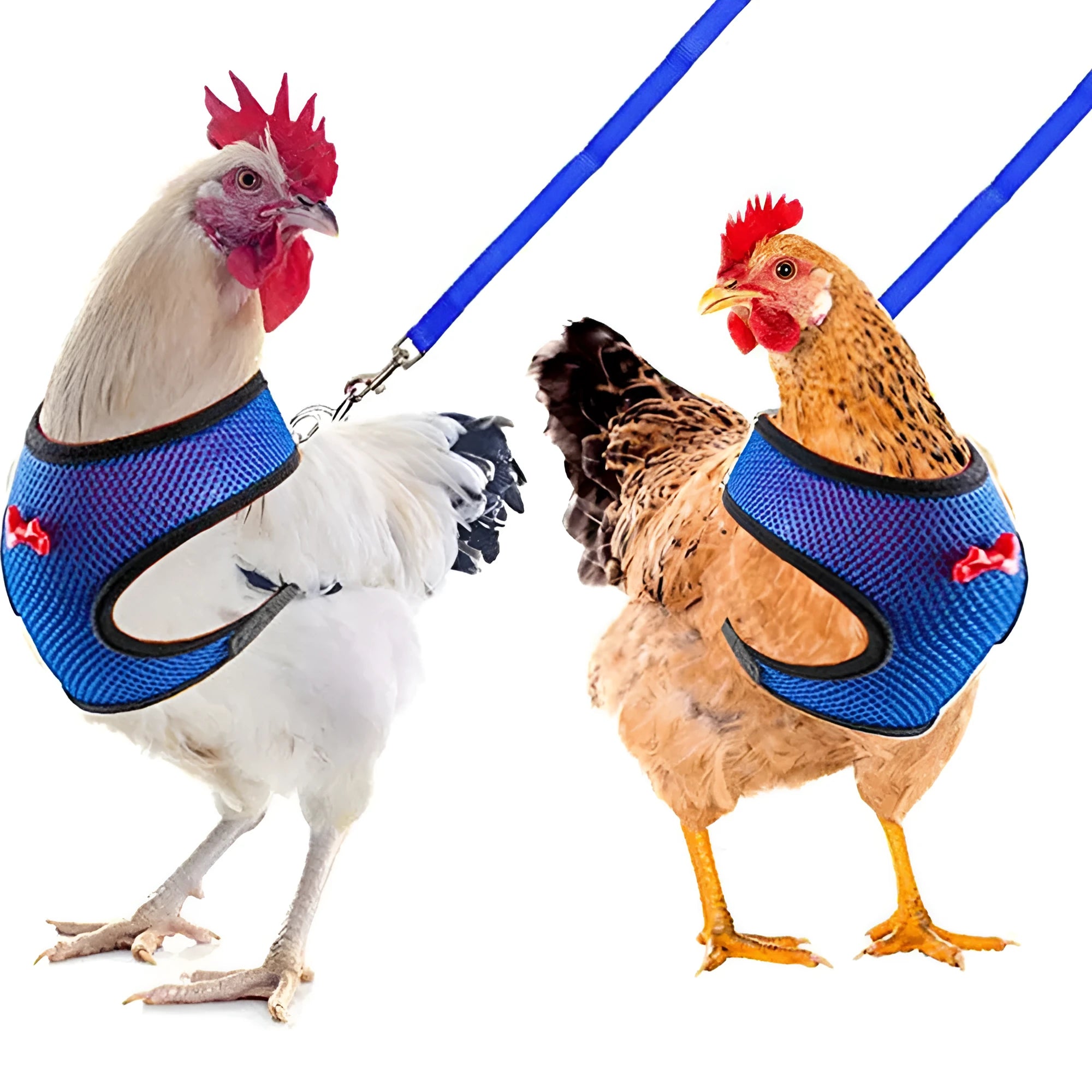 Poultry chicken vest harness with matching collar bow on a size chart showing XS to XL measurements and 110cm rope.