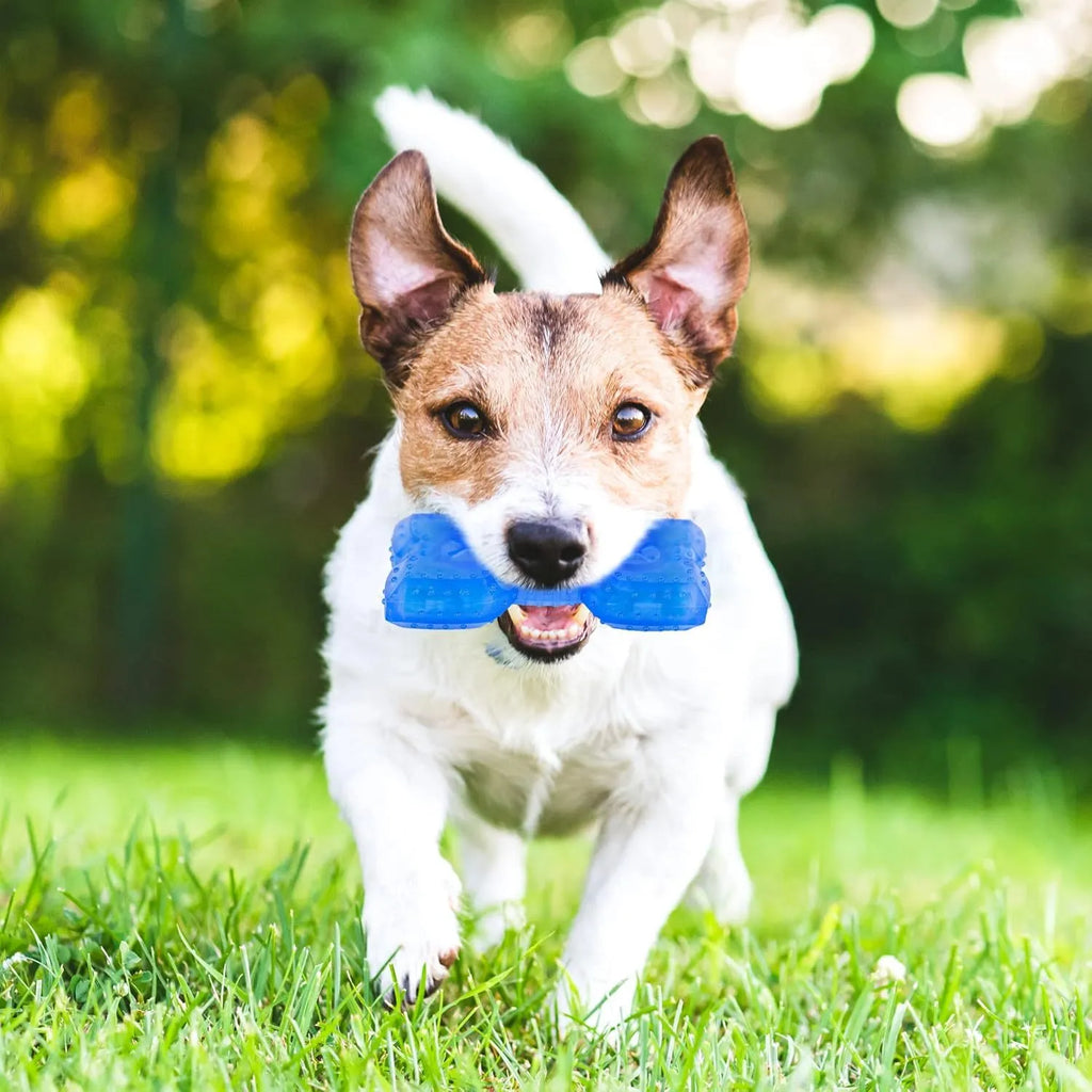 Freezable dog cooling chew toy with thickened non-toxic construction