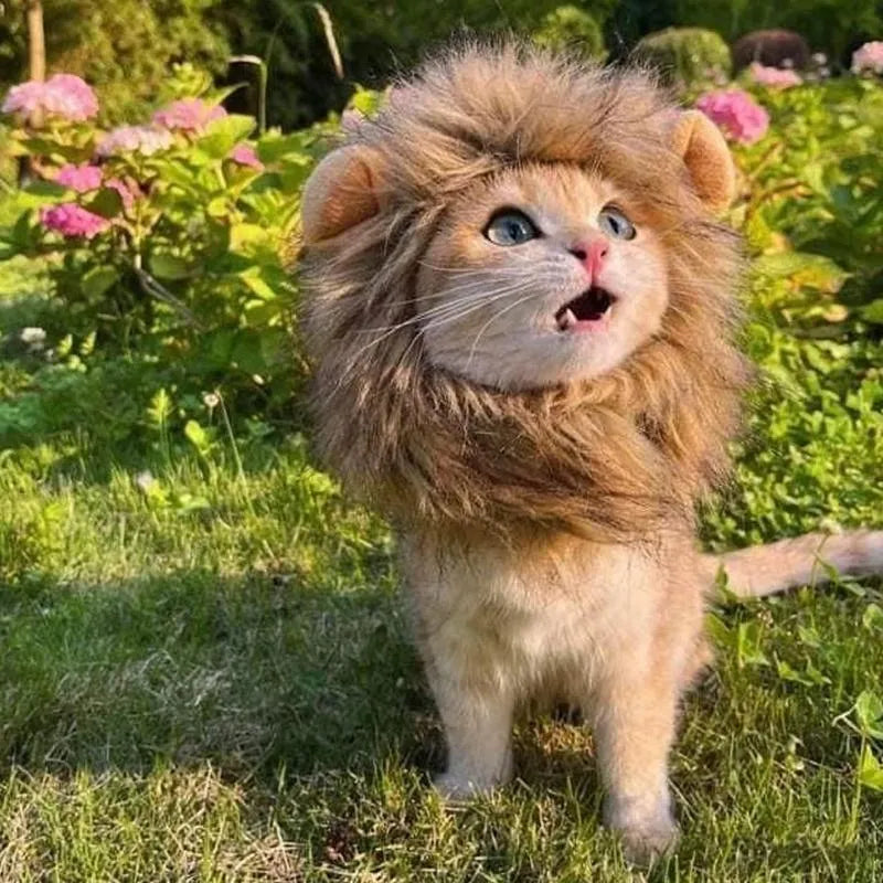 Lion mane wig for cat on pet with plush ears and fluffy artificial hair, showing adjustable elastic band.