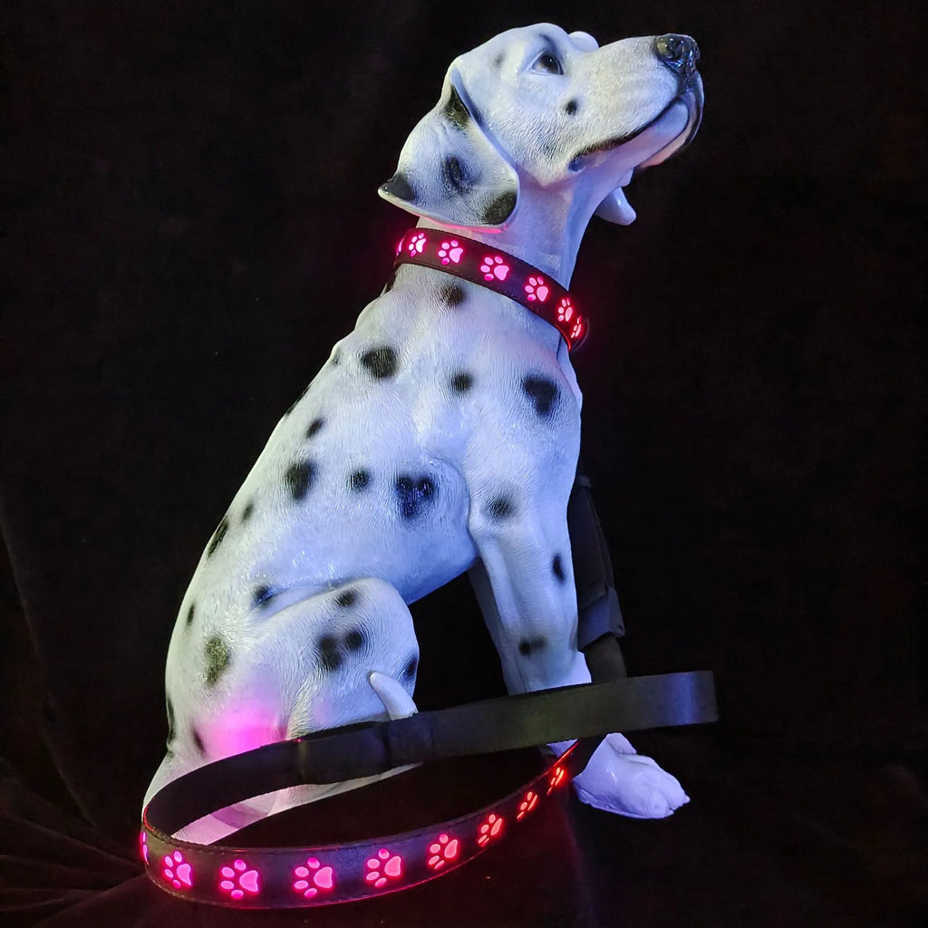 LED luminous dog collar with 7 colour modes and USB charging port