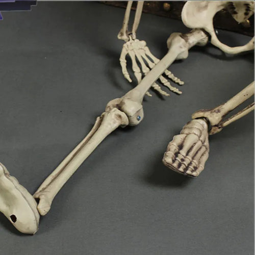 Full size 170cm plastic skeleton prop standing for Halloween decoration display
