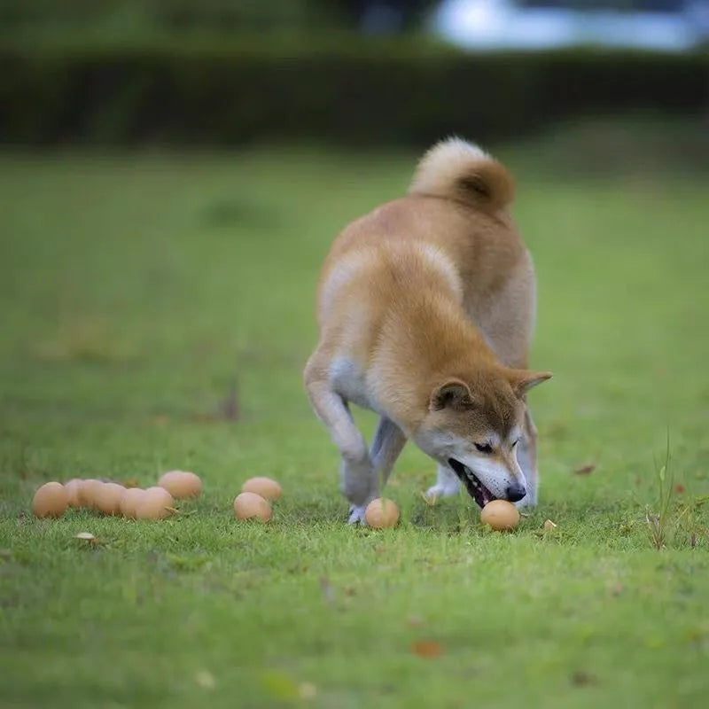 Natural rubber egg-shaped dog chew toy with a squeaker inside for dental play.