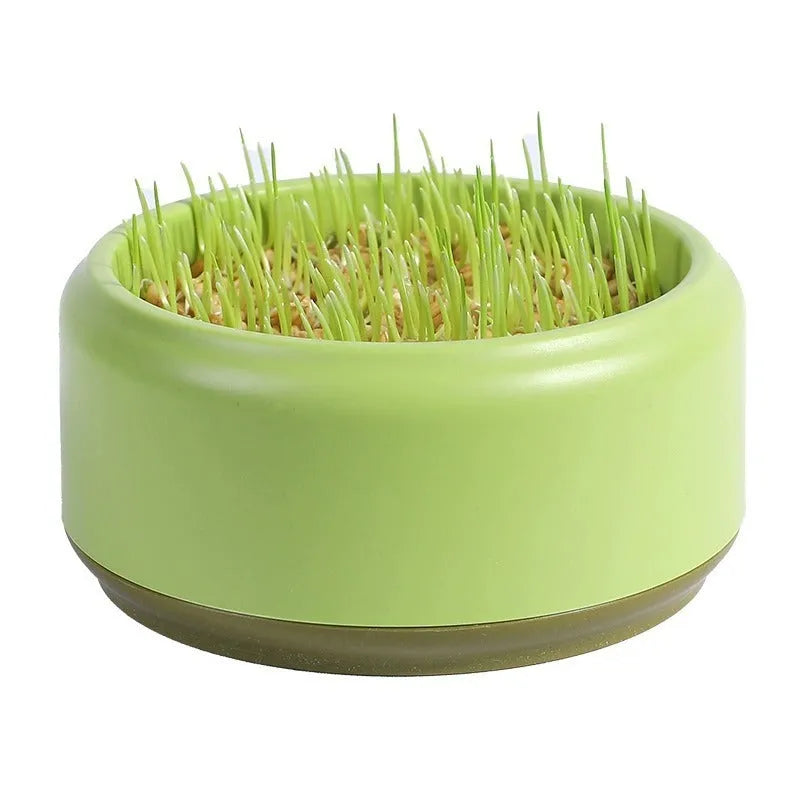 Hydroponic cat grass growing kit with a coloured plastic cup and five packs of wheatgrass seeds