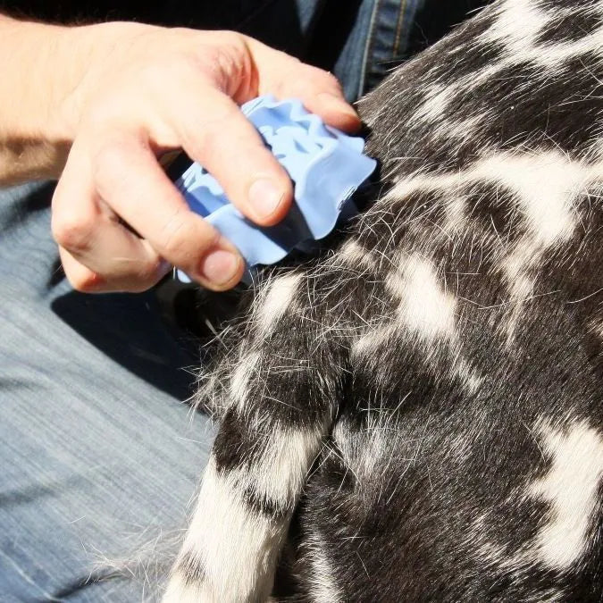 Blue dog brush for grooming and shampooing with rubber bristles, puppy size, 7.5x12.5x4.5cm