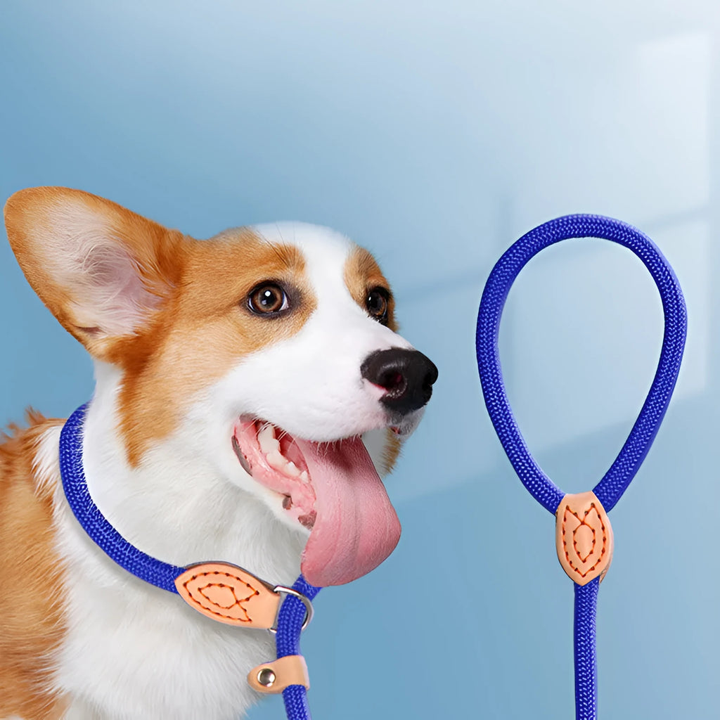 Blast race training dog leash with automatic tightening rope collar in multiple colour options.