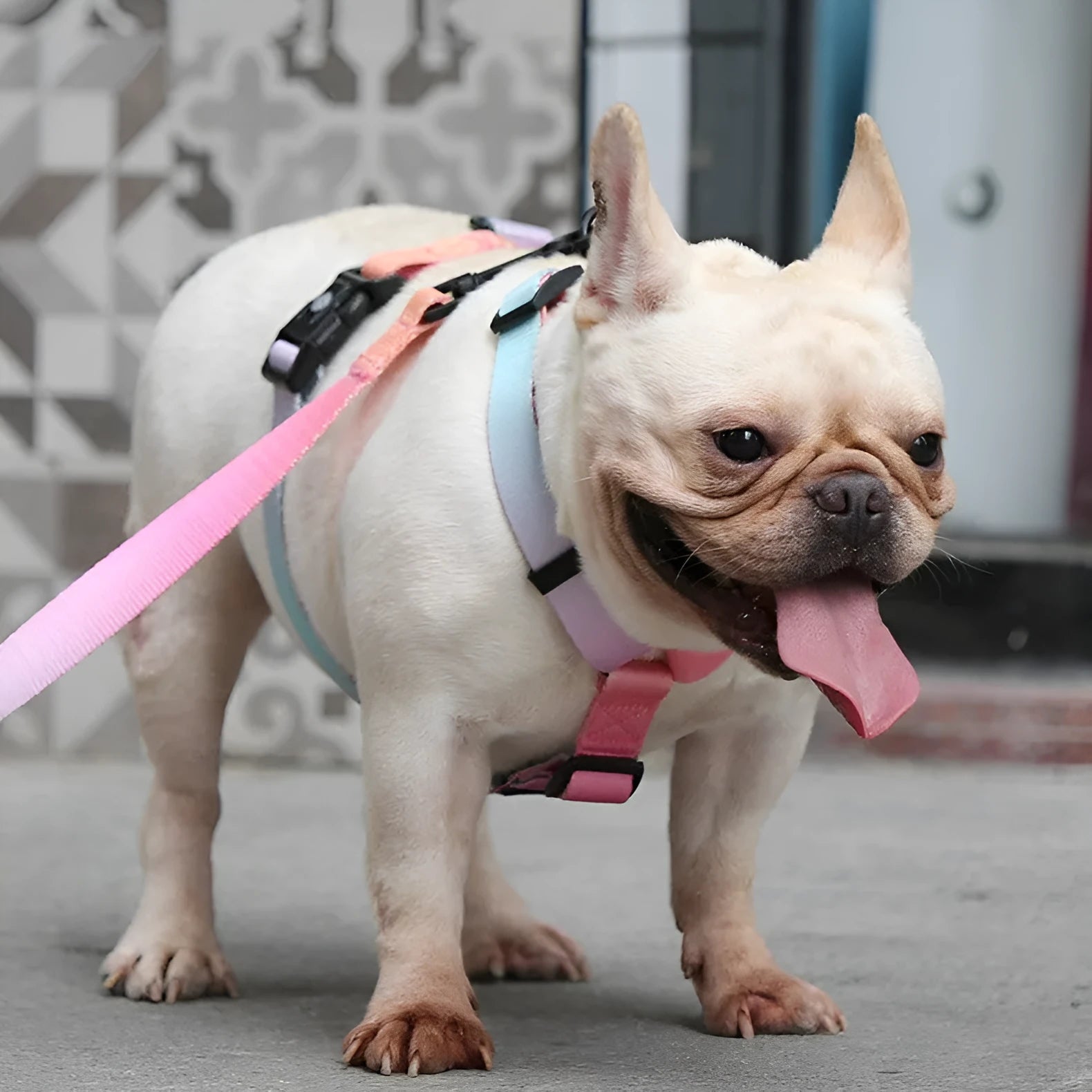 Gradient colour pet chest harness with adjustable straps in sizes S, M, L for dogs and cats
