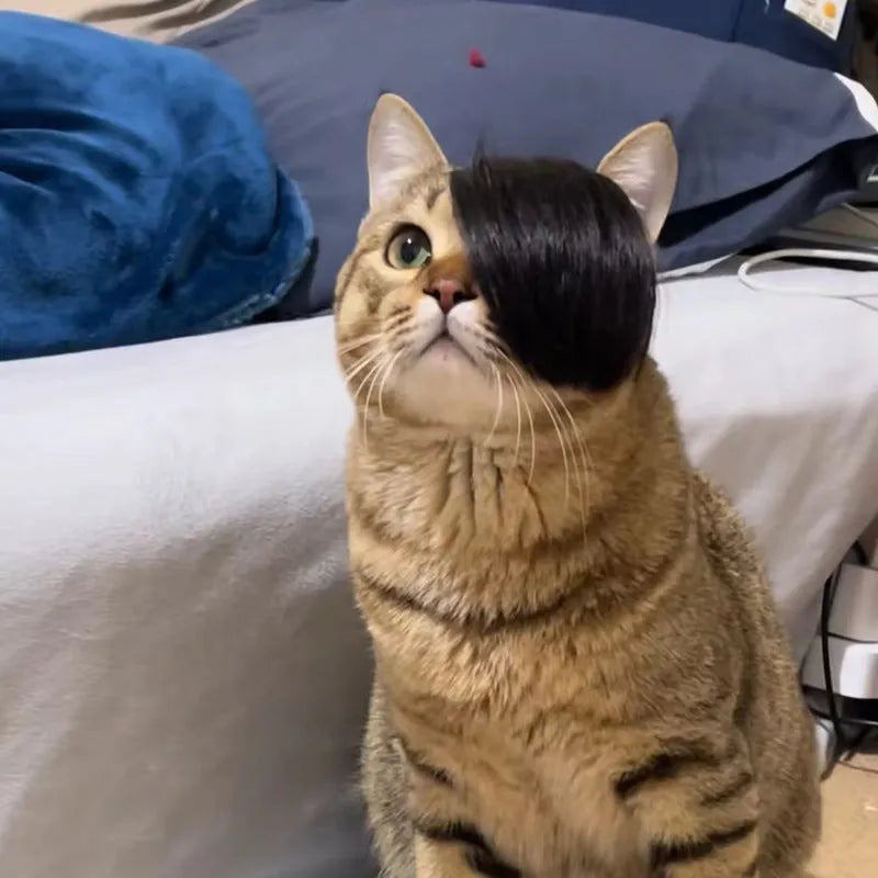 Black polyester cat wig with imitation braid design for feline dress-up