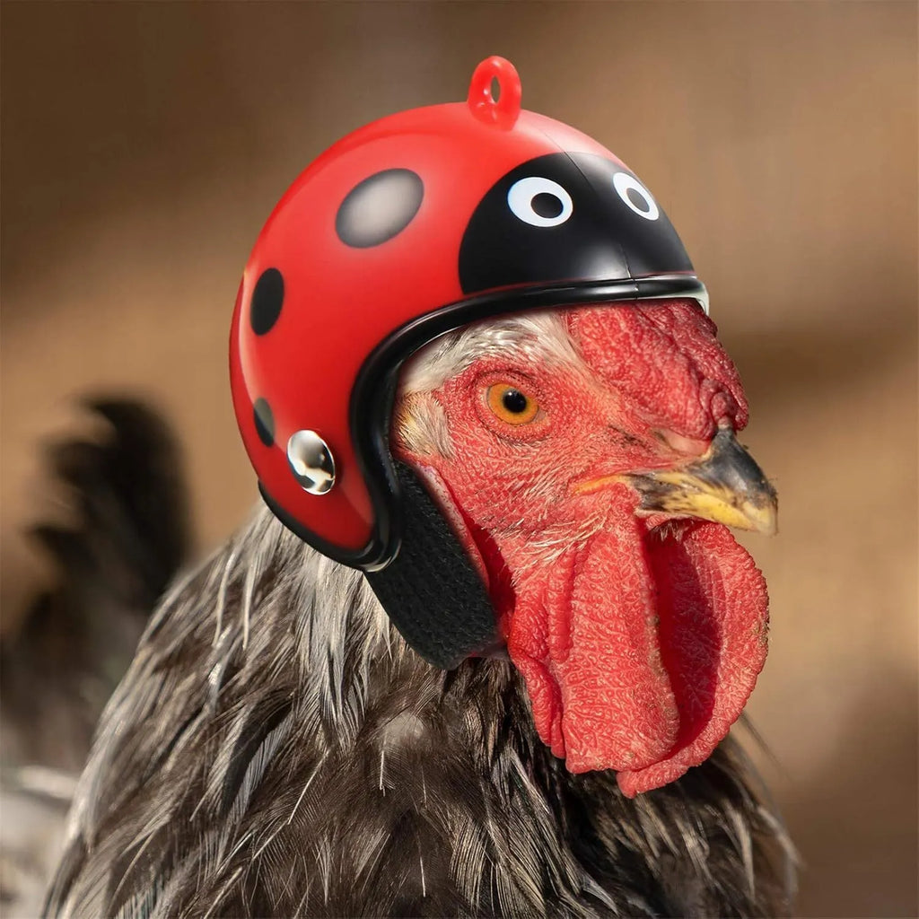 Small pet safety helmet for chickens and birds with adjustable elastic straps