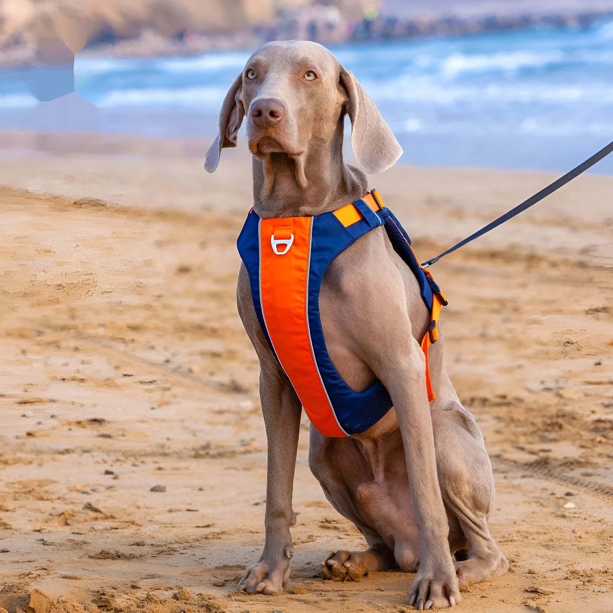 Orange blue nylon dog chest strap vest style with hand rope attachment for walking control