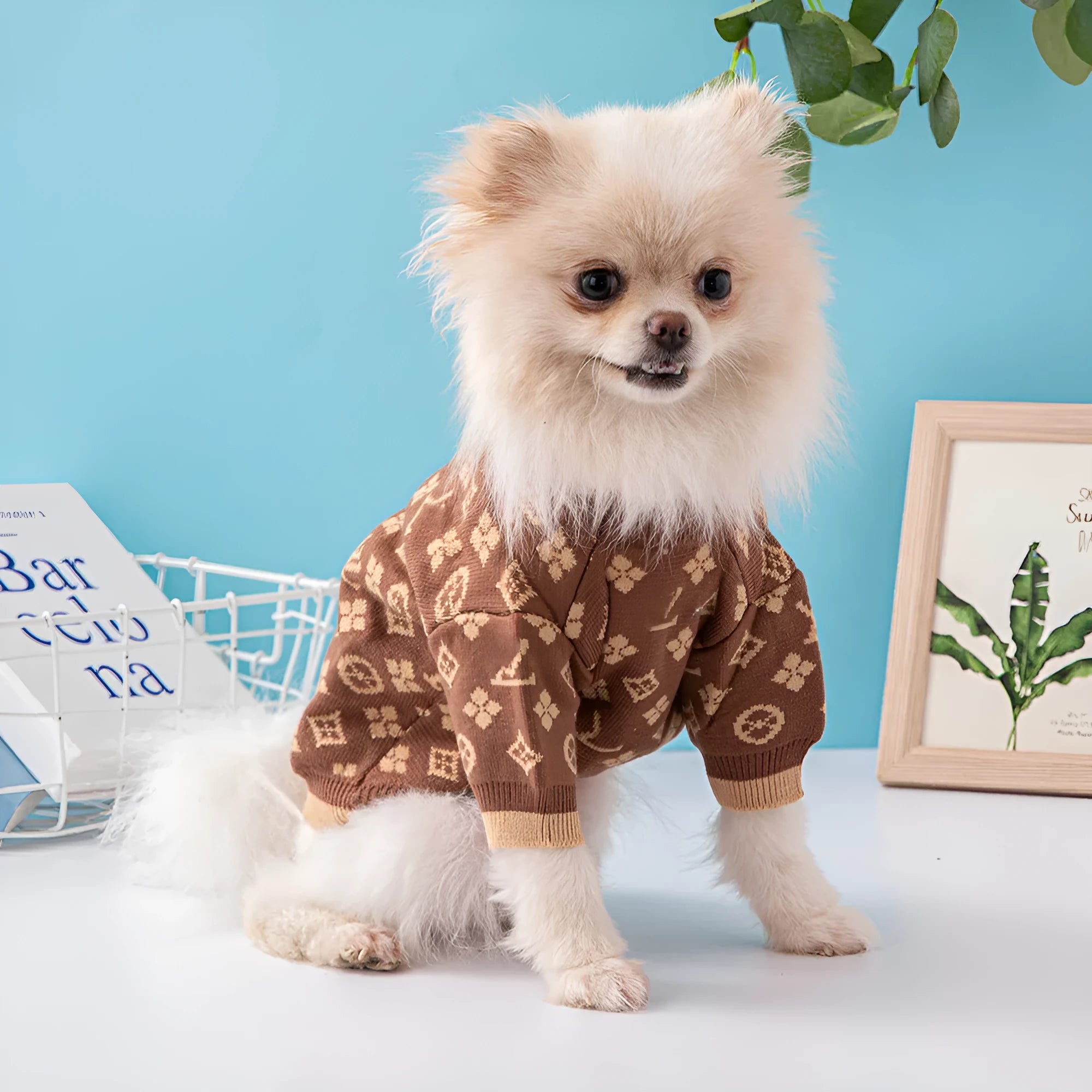 Wool dog sweater in monochrome and two-tone colours for autumn and winter wear