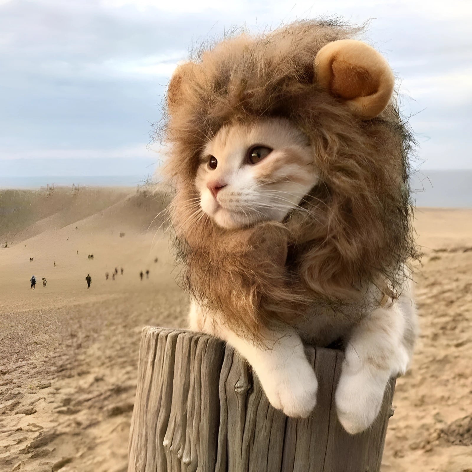 Lion mane wig for cat on pet with plush ears and fluffy artificial hair, showing adjustable elastic band.