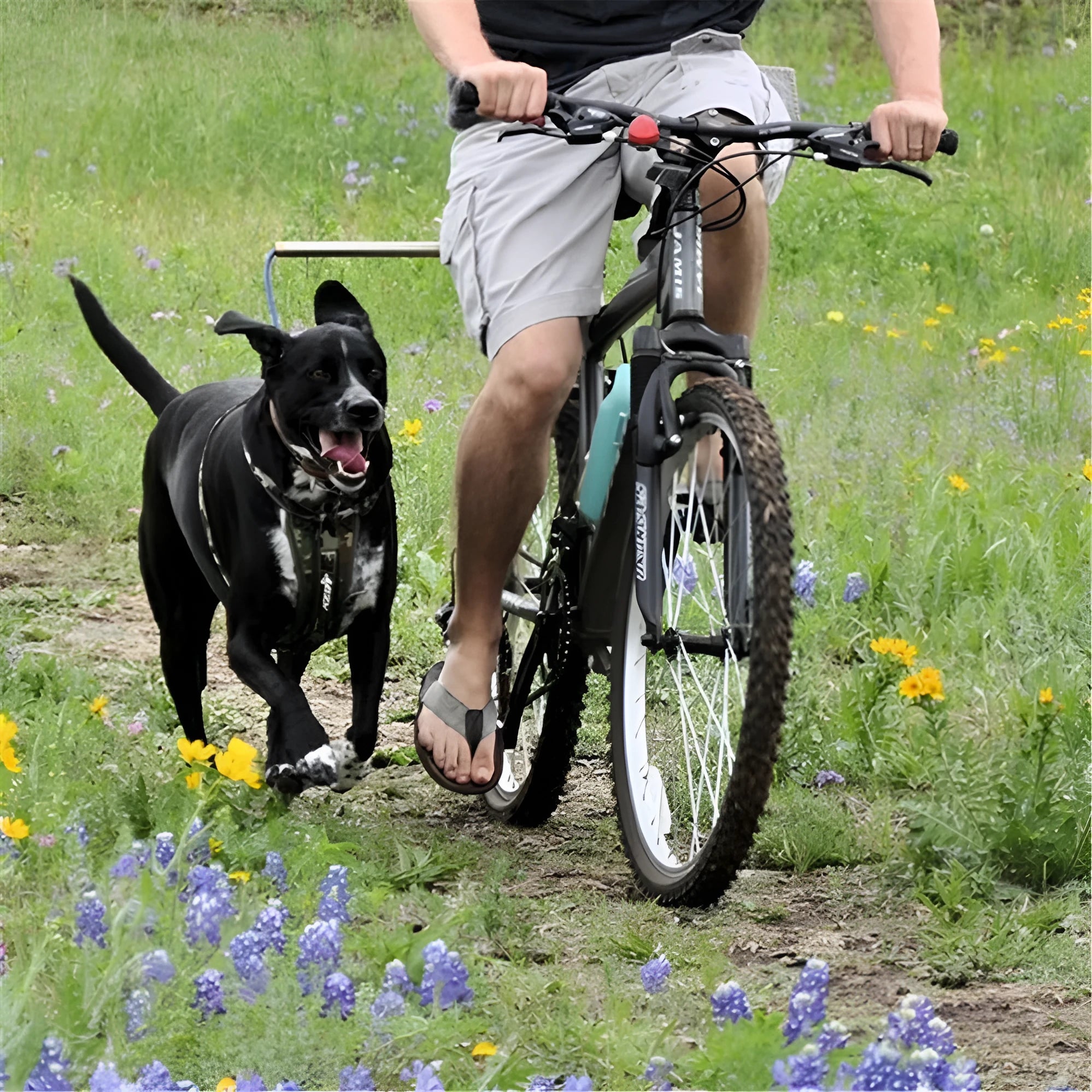 Black bicycle dog walker with detachable chain, 24 inch size, dual disc brakes