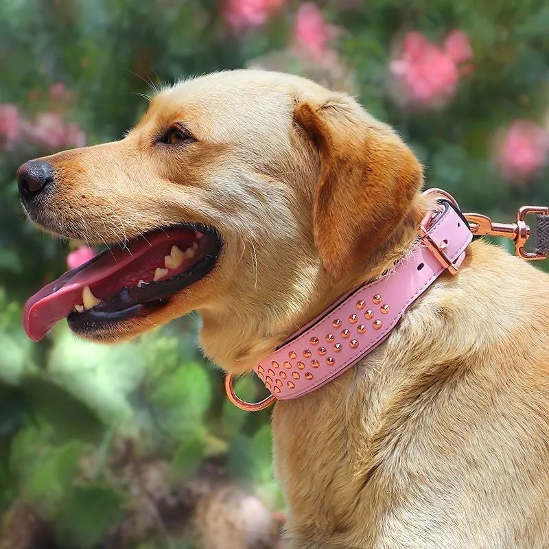 Leather dog collar with metal rivet studs in chocolate brown colour.