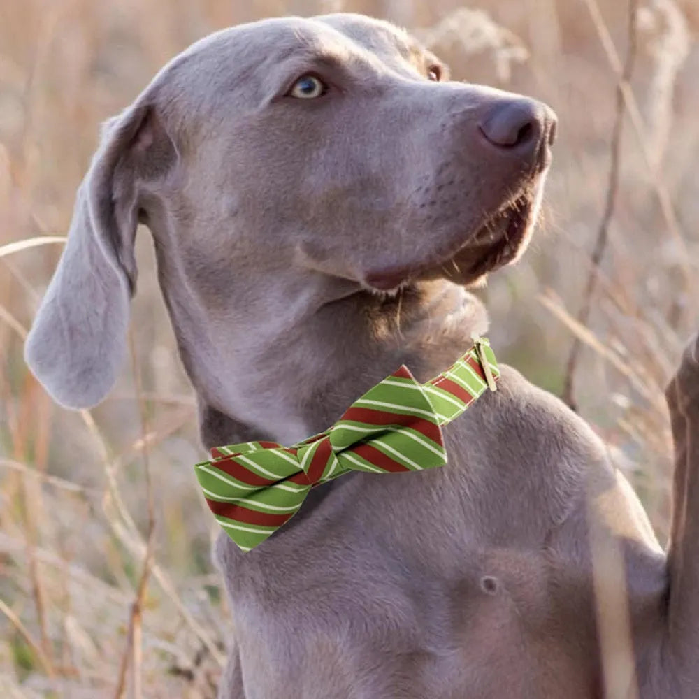 Striped green dog collar with engravable panel and decorative red bow knot attached