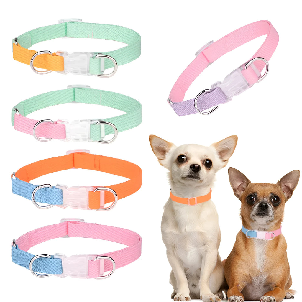 Polyester dog collar and leash set in bright two-colour combination showing collar, hand-held rope, and chest strap components