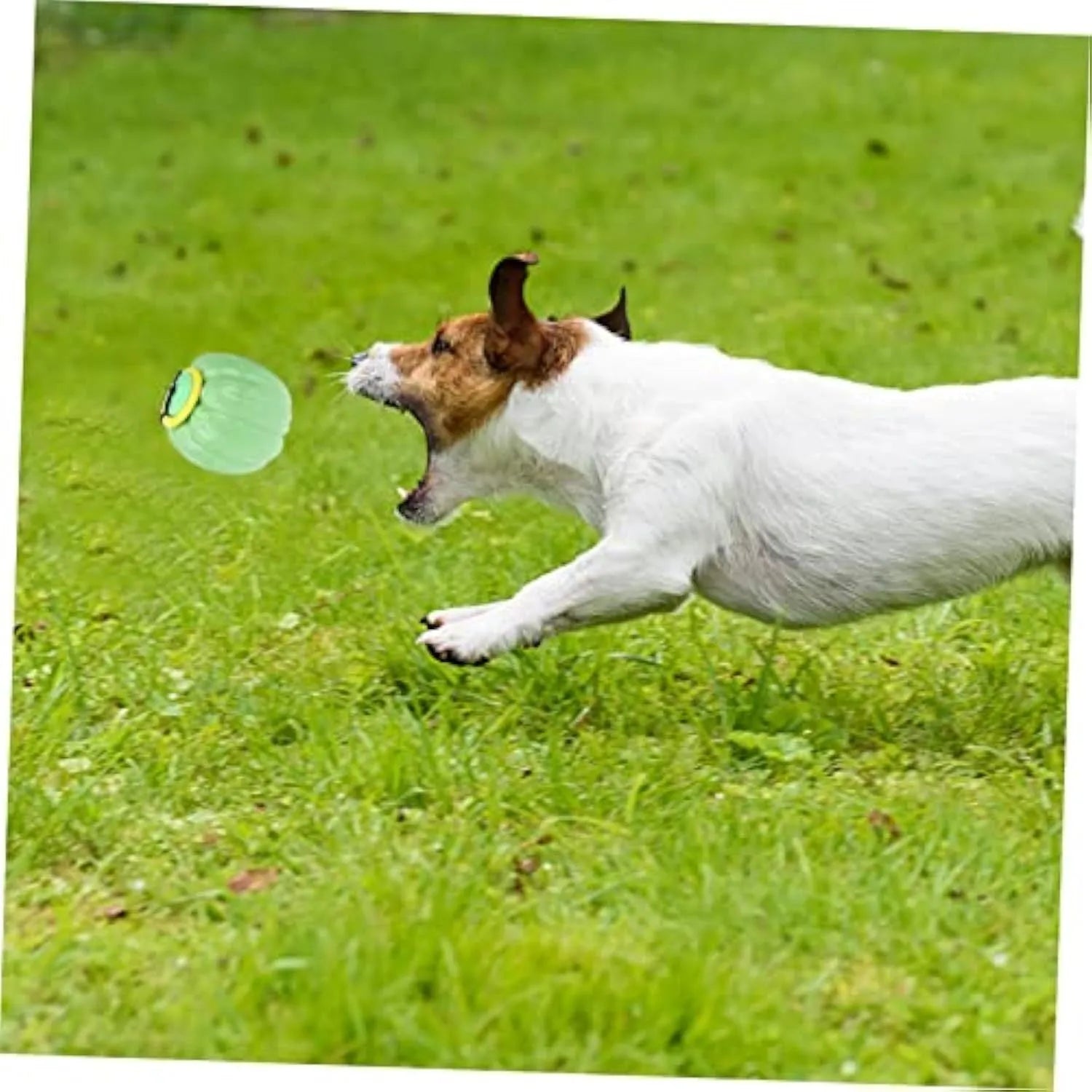 Orange pumpkin-shaped dog chew toy with squeaker for small dogs on green background