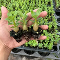Bare root desert rose seedlings (Adenium obesum) ready for potting.