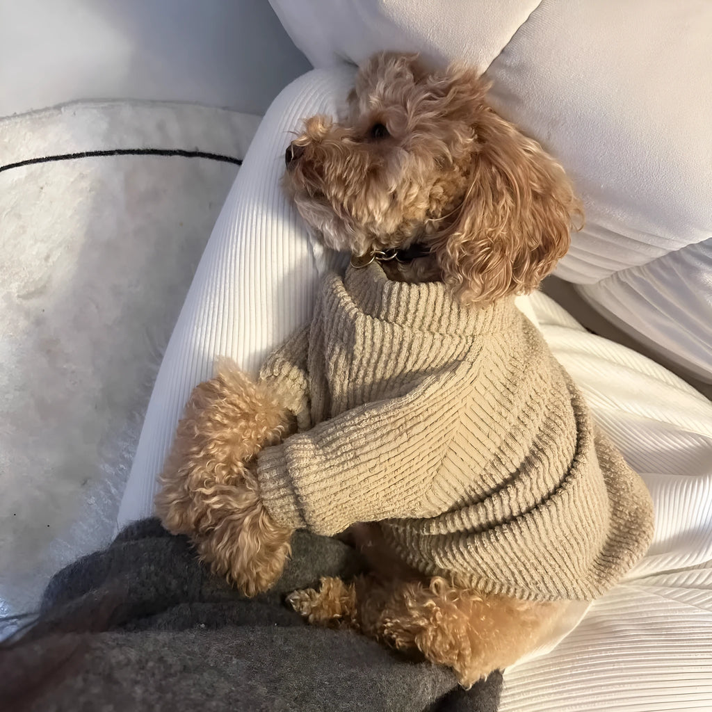 Brown knitted pullover sweater on small dog showing casual design with five size options