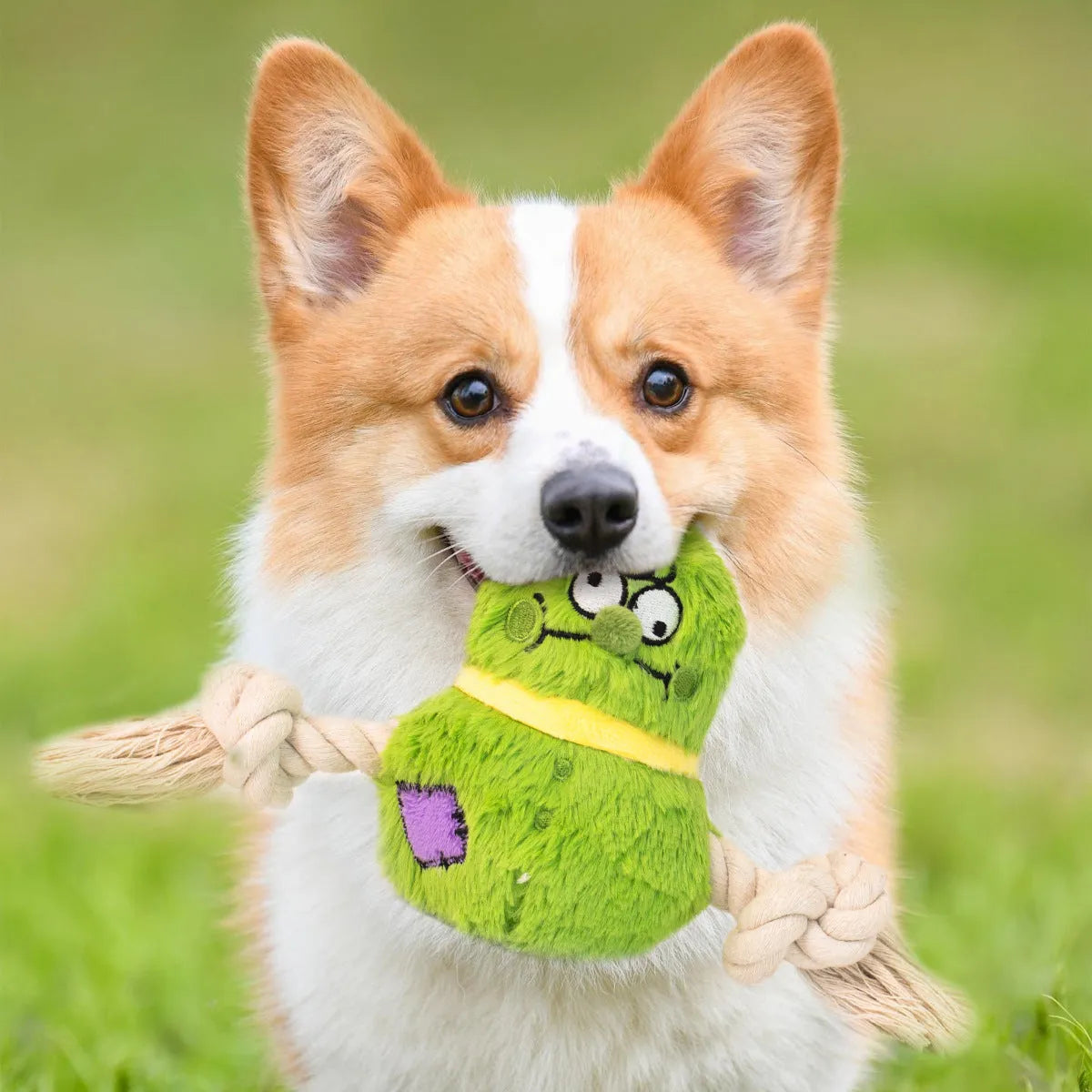 Green and purple interactive plush dog toy with rope knots and a molar tooth design for tug of war.