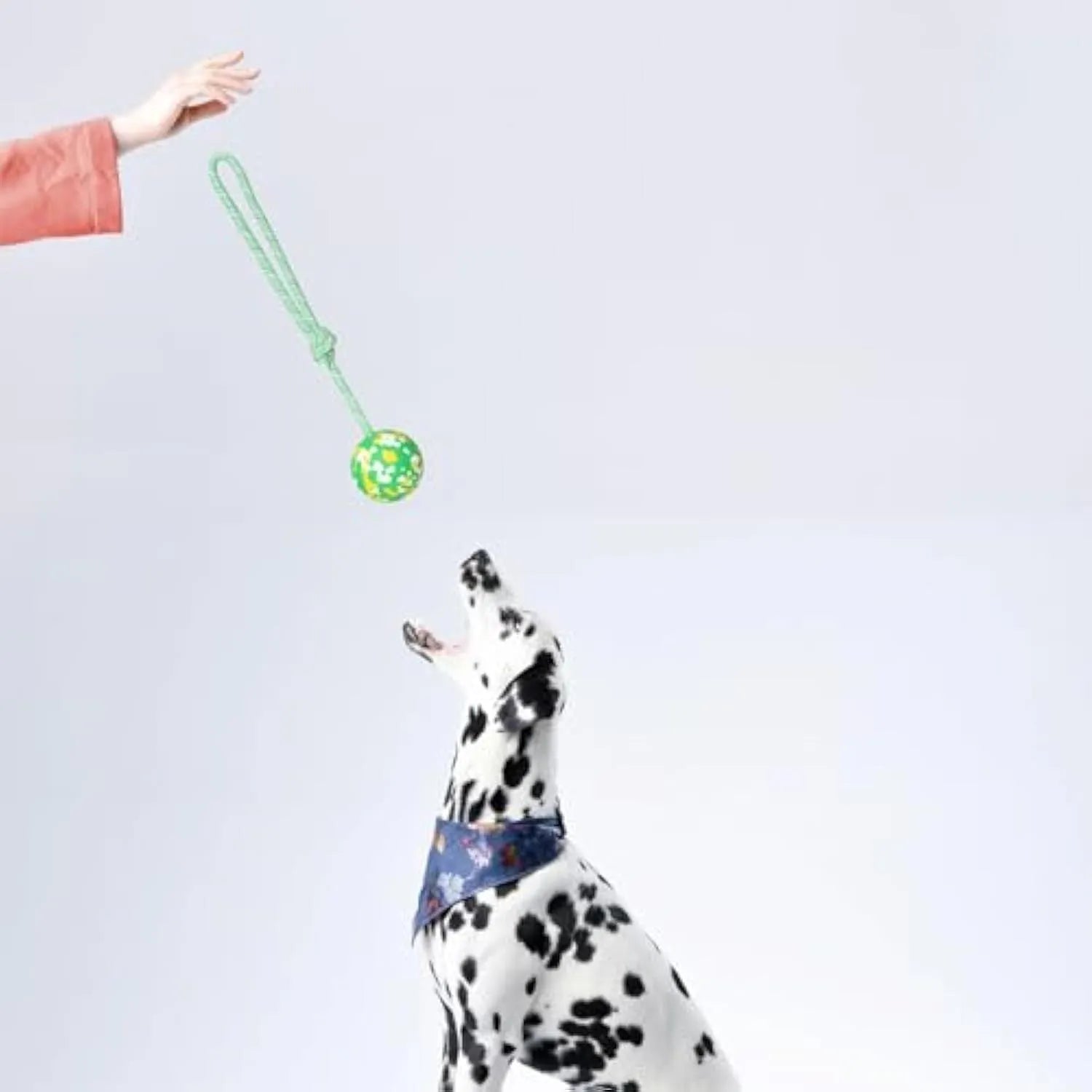 Natural rubber dog ball attached to a blue nylon rope for fetch and tug of war games.